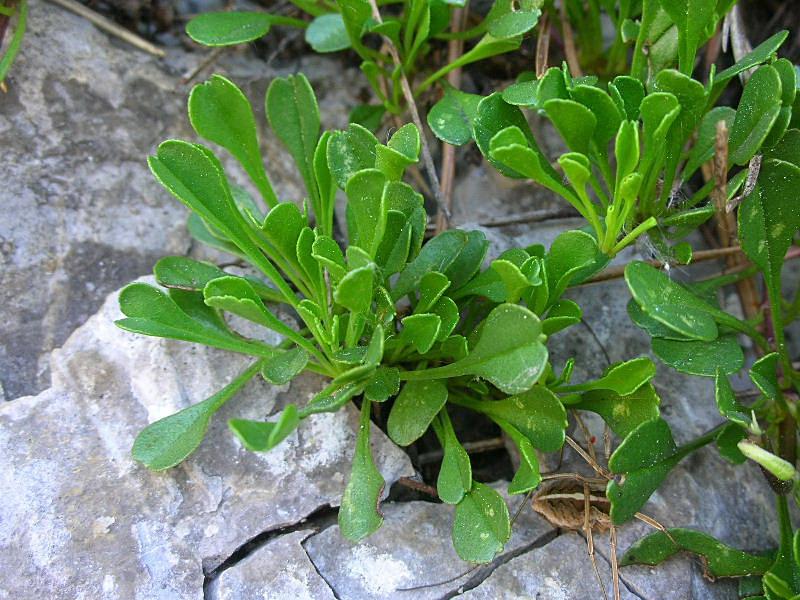 Globularia cordifolia / Vedovelle celesti